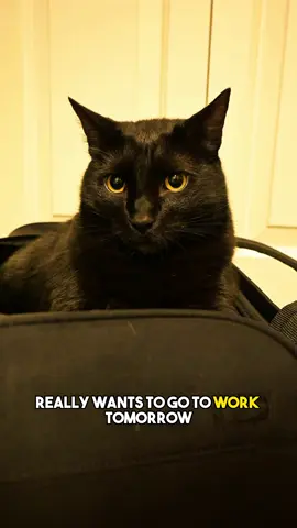 Feeling a little green☢️ #relatable #friendship #funny #sarcasm #catsoftiktok 