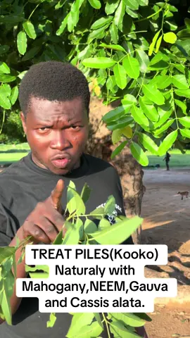 Say goodbye to Kooko(piles) Naturally with Mahogany,NEEM,Cassia alata and Gauva leaves naturally #viral #nature #remedy 