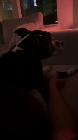 Took this video when I sensed that she was starting to slow down. If I had known that would be her last time on the couch with me I never would have gotten up. 