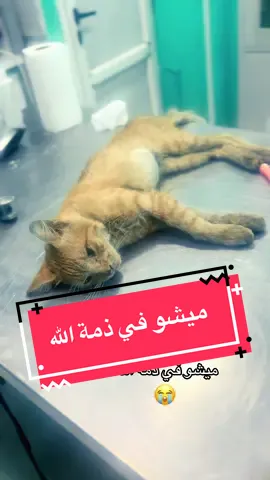 #اكسبلور #ميشو_العالمي💪 #tik_tok #usa🇺🇸 