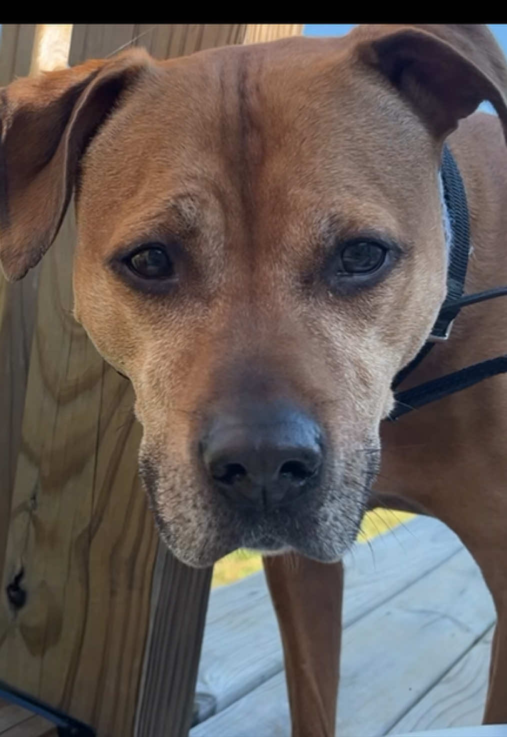why is he so cute #apbt #pitbull #pitmix 
