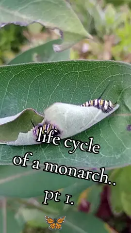 #monarch #lifecycle #butterflies #2millionviews #viralvideo 