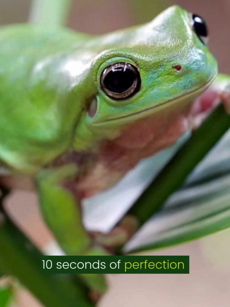 OMG 🐸 #dyk Australian green tree frogs “drink” water through their skin? 🤯 Wildlife facts are our jam - which animal should we do next?  — #greentreefrogs #treefrogs #australianwildlife #wildlifefacts 