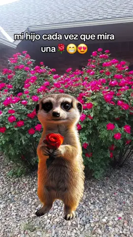 #Meme #MemeCut #CapCut #parati #fyp 💐🥰