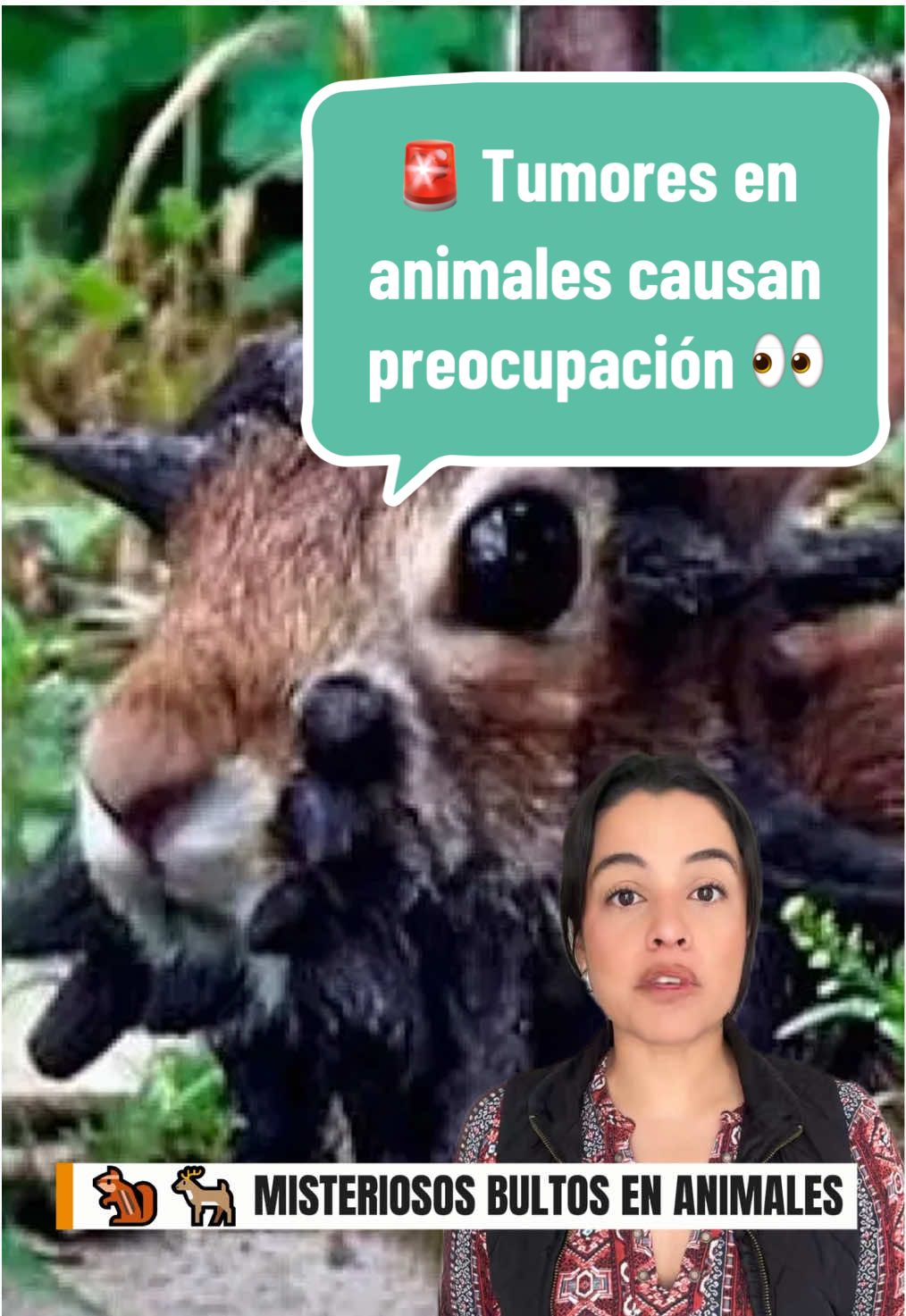 🚨 Tumores en animales causan preocupación en el mundo 👀 #eltopo #animales #medicina #noticias 