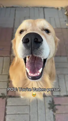 Having a boy golden ❤️ #goldenretriever #boydog #lookatthis #goldenboy #myboy 