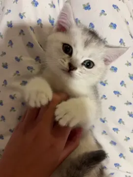 kitty doesnt care #fyp #cute #baby #meow #funny #cat #kitten