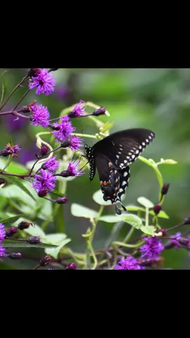 I can’t get enough of the butterflies.  I’ll probably be posting pics of them in the winter.   #butterfly #nature #peaceful #calming #wings 