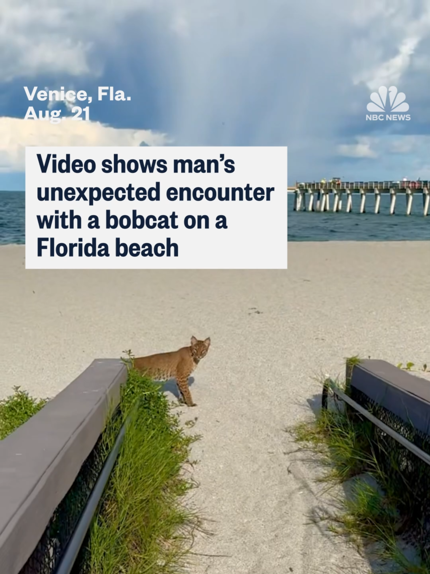 Photographer @Ross Stepanek captured footage of a #bobcat chasing a rabbit near the Venice fishing pier in #Florida.  
