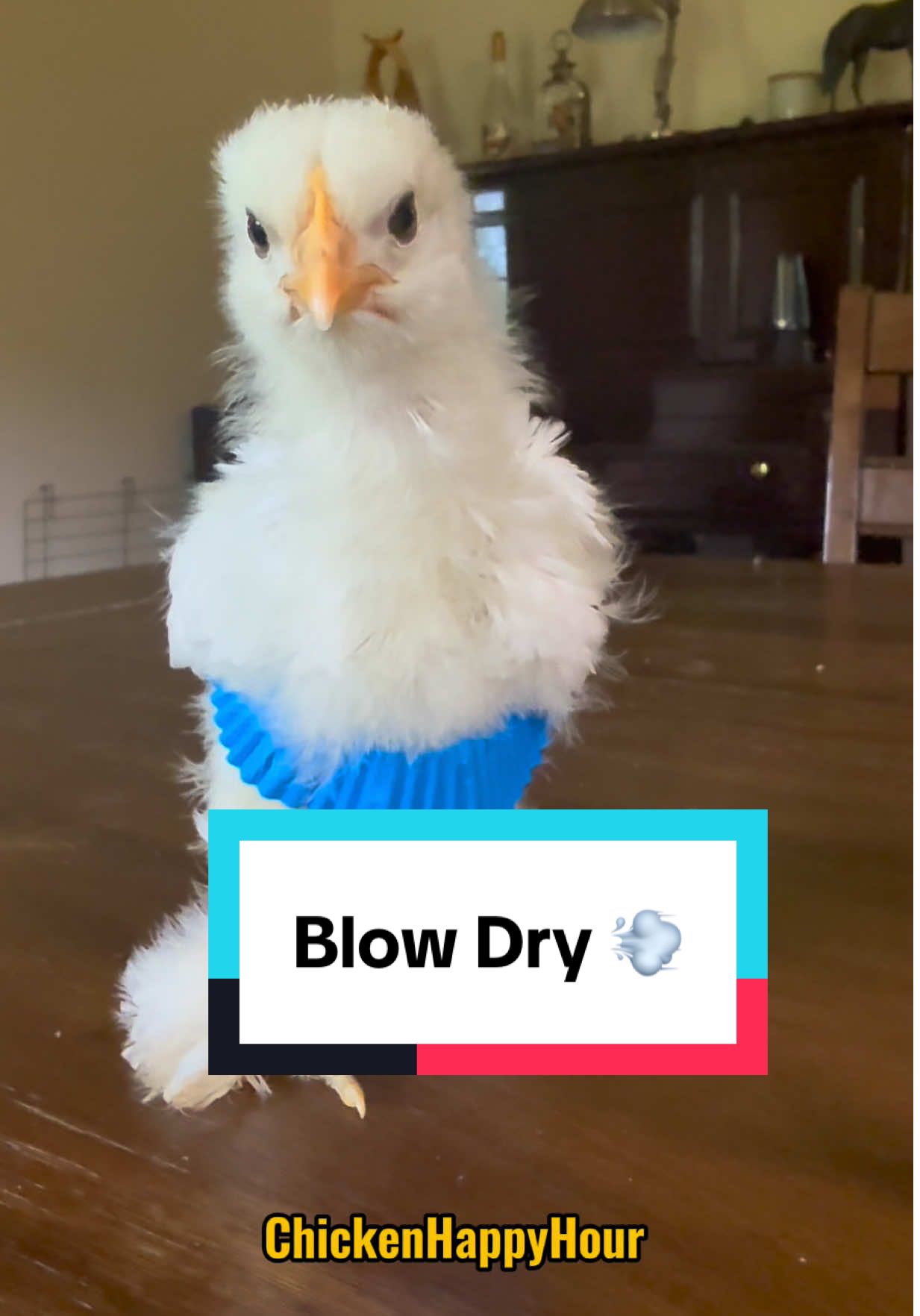 women’s farts explained 💨 #fart #jokes #funnyanimals #chickens #chickenhappyhour   