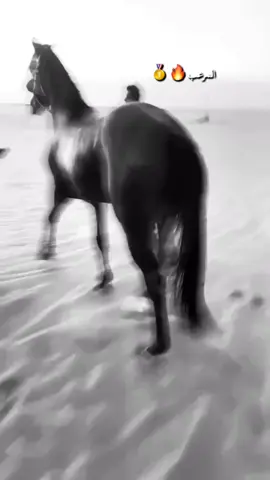 الباخره مقدام الاوله🔥#بطلي #مقدام_الاوله🔥🔥 #مقدام #عفيف 