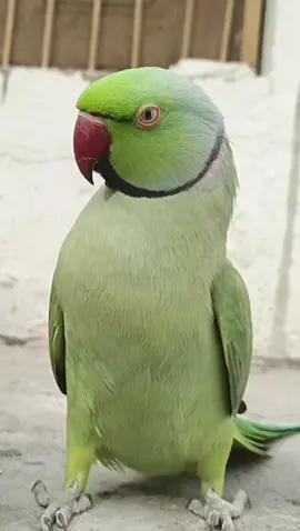 Lovely Indian Ringneck Parrot #ringneckparrot #talkingparrot #shorts #indianringneckparrot #greenparrot 