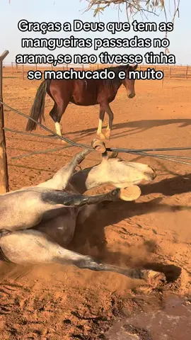 Egua pampa é mau,mais deu tudo certo🙏🏻  #pedrolemes #cavalos #LIVEIncentiveProgram #LIVEStory #PaidPartnership 