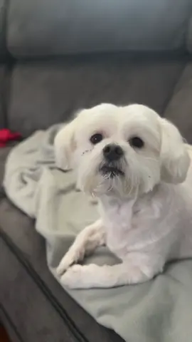 #dogs #dogsoftiktok #cute 