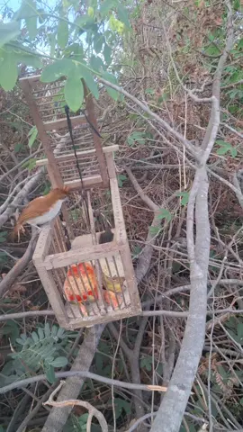 tico-tico com medo do chorro#adventure 
