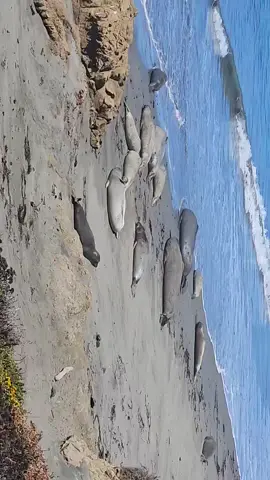 ##alegreelniñoyledanzonaja #andelecabron #elrecordaresvivir #elephantseals #hwy 
