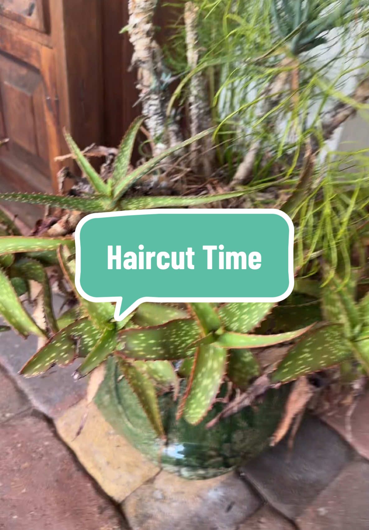 Giving them haircuts. I love playing with my plants #aloeplants #plantmom #plantsoftiktok #aloevera #mytherapy 