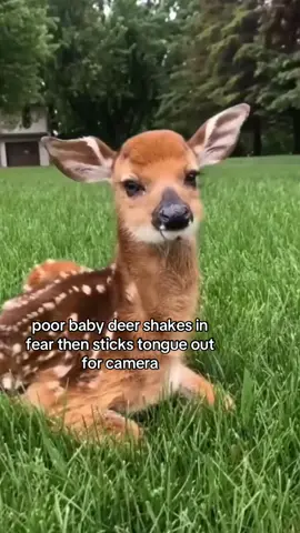 we understand poor baby deer its okay #spirituality 