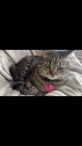 Day 1 of editing my cat as a car 🏎️ 🐈‍⬛ - #cats #catsoftiktok #catlover #cars #carsandcats 