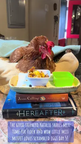 #thegoodshepherdnatalie #flock #mealtime #sickbirds #fyp 