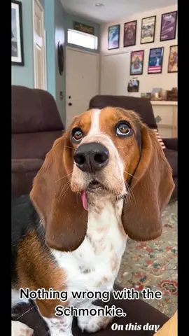 #onthisday #schmonkie #Love #dogsofttiktok #bassethound 