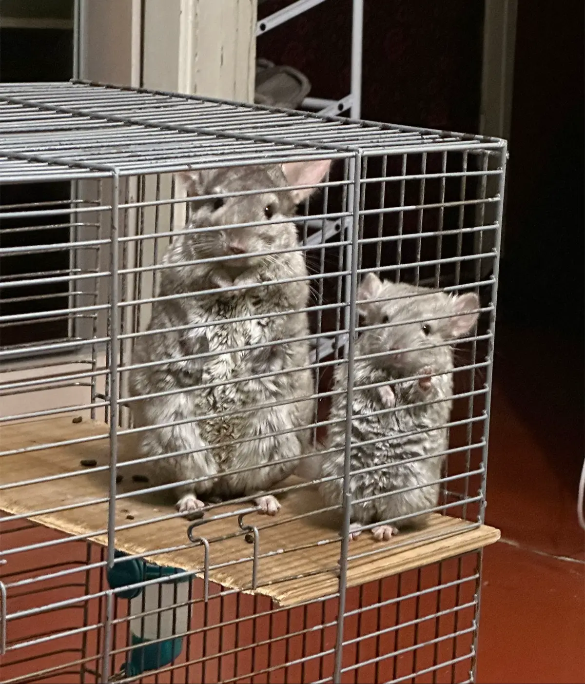 #chinchilla #шиншила #шиншилла #chinchillas #fyp 