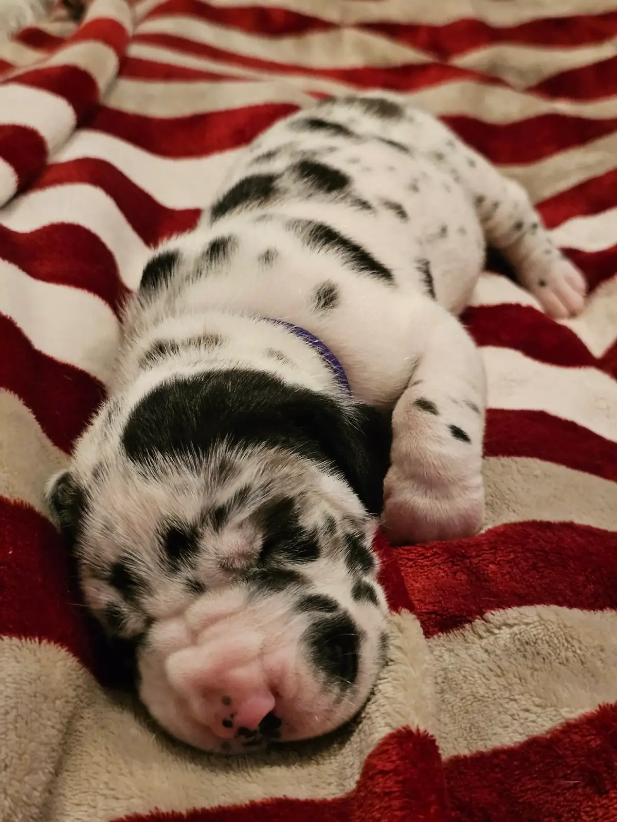Chickaree Mountain Danes- 2 black females  #fyp #greatdane #pennsylvania 