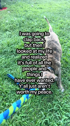I think it’s called growing up, maybe? The things I let go nowadays, the old me would have popped off over. I think now, with the people I surround myself with, has shown me my true worth, and yall just aren’t worth my peace. #puppiesoftiktok #whippetsoftiktok #dogsoftiktok #dogsports 