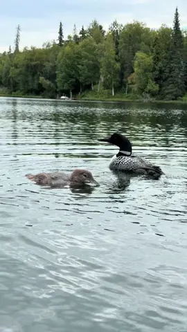 ✨ This morning I had one of the most special wildlife encounters of my life. This mama loon and her baby came right up to me in my kayak while I was fishing for rainbows. Hearing the call of the loon from only a few feet away gave me full body chills, and had my heart racing 💓 you can even hear me gasping in this video 😱🥰 oh Alaska how I adore you