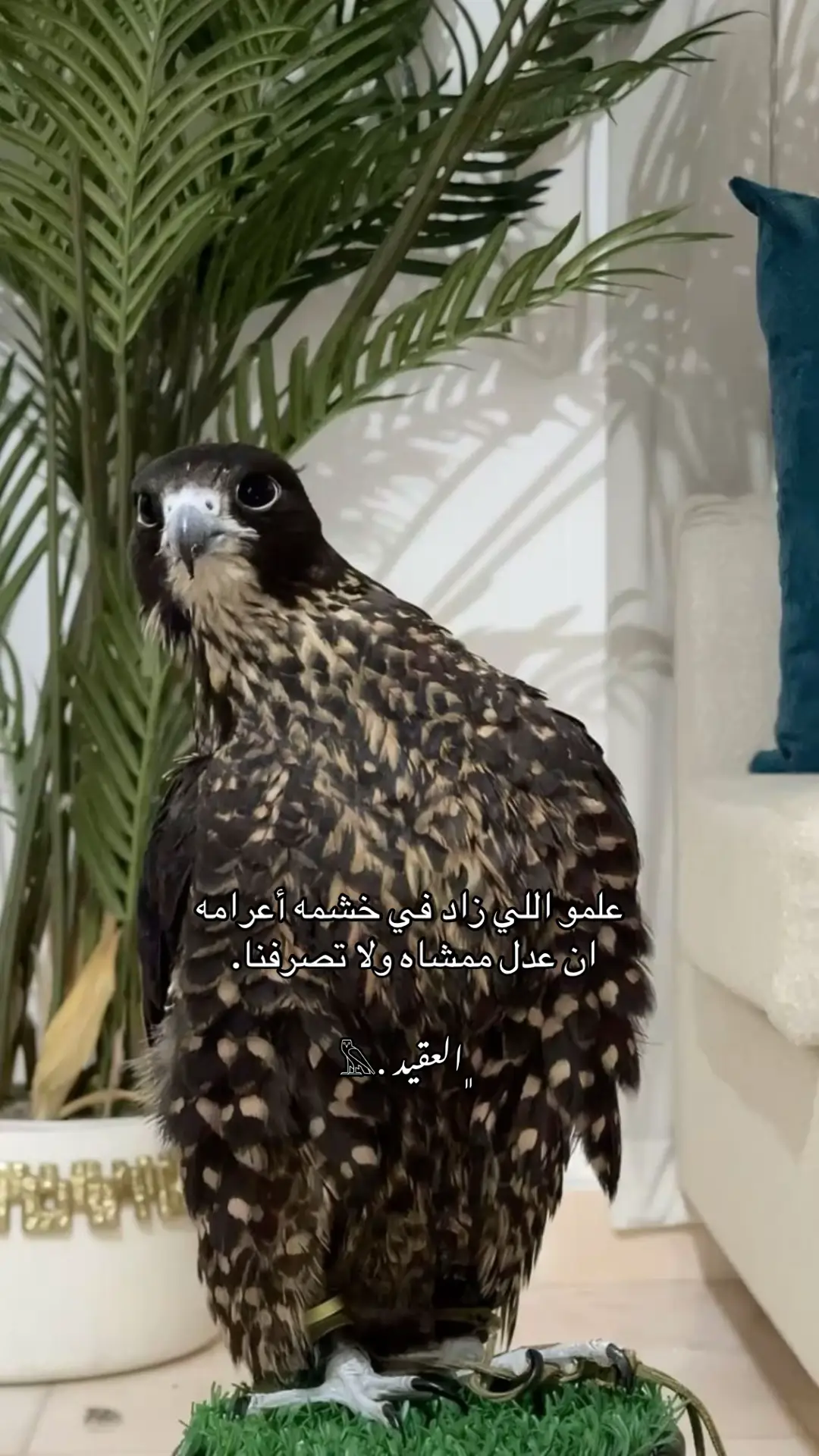 #ترند #العقيد #الجفراني 