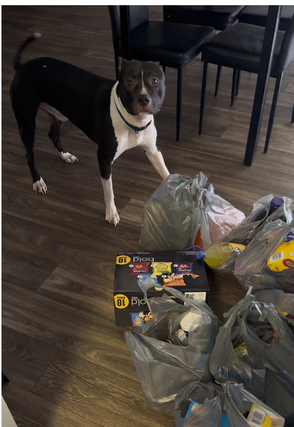 When you buy groceries but they're not his groceries 😂😂😂 #fyp #likes #groceryhaul #dogsoftiktok 