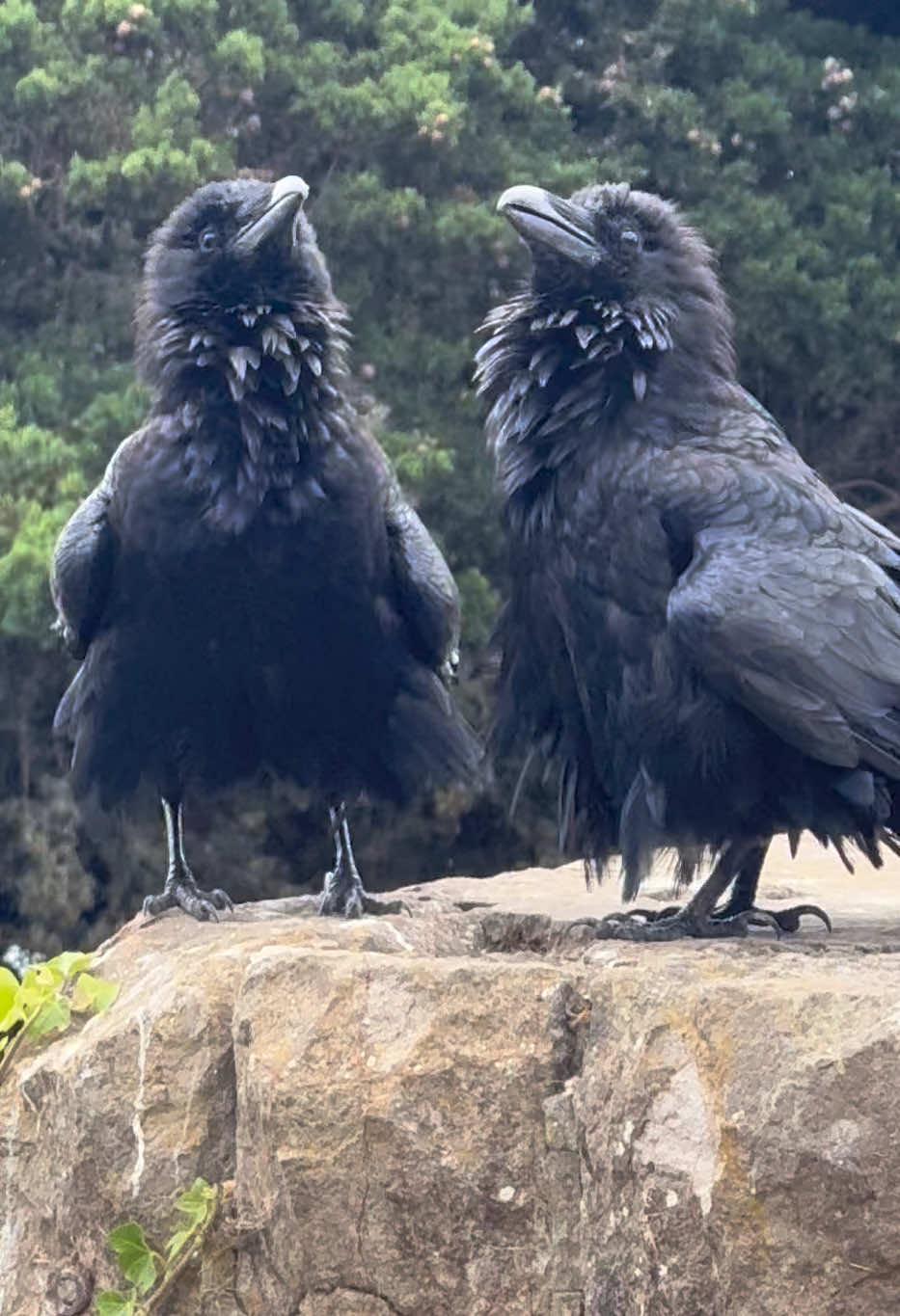 Ravens Sutro Heights Park, San Francisco #nature #ravens #urbanwildlife #corvids #birdsoftiktok 