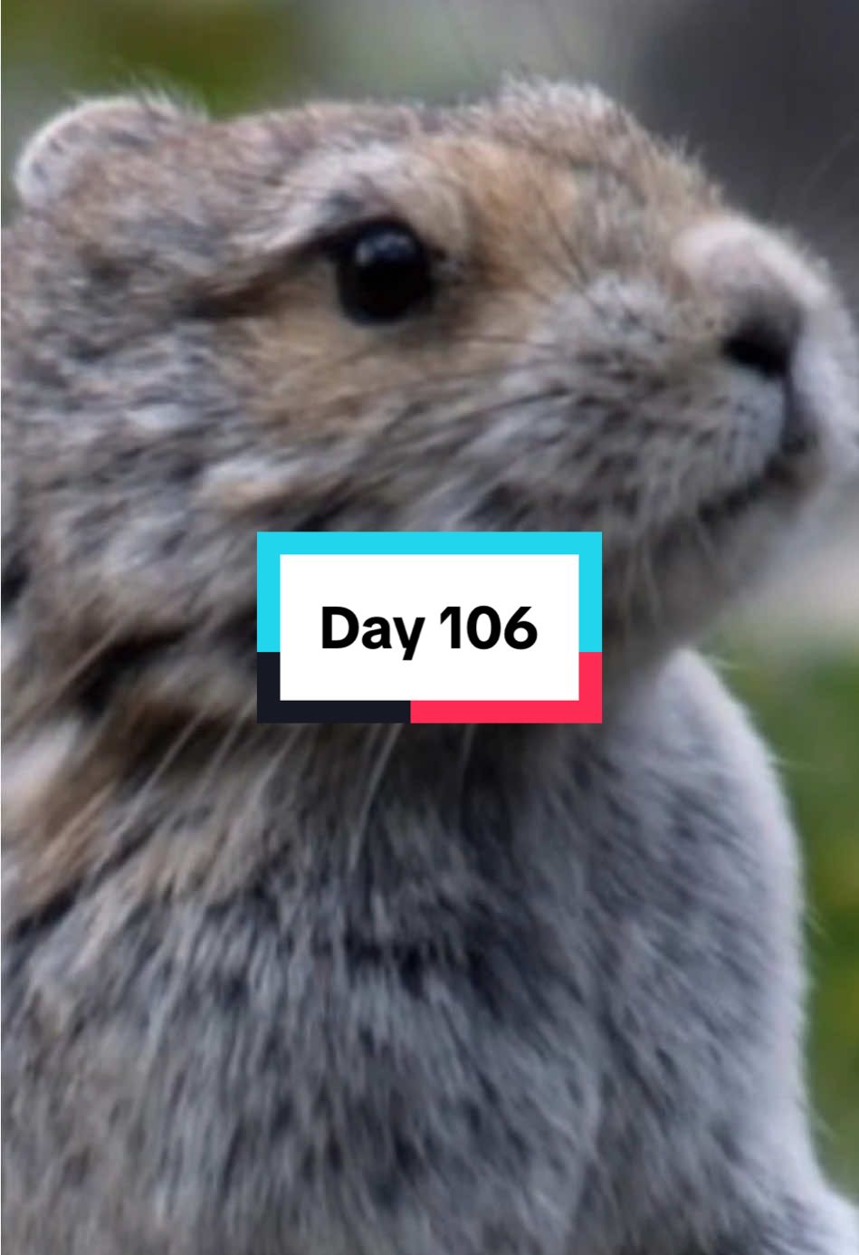 Day 106 - The Ili pika (Ochotona iliensis) is a rare, small mammal native to the Tianshan Mountains of northwestern China. Discovered in 1983, it belongs to the pika family and is known for its teddy bear-like face, short limbs, and round ears. Measuring about 20 cm in length, it has dense, grayish-brown fur that helps it survive in cold, rocky alpine habitats at elevations over 2,800 meters. The Ili pika is elusive and solitary, feeding on herbs and grasses. Due to habitat loss, climate change, and low population numbers, it is considered endangered, with fewer than 1,000 individuals estimated in the wild. Conservationists call it a “magic rabbit” and are striving to protect this unique and little-known species from extinction.#ilipika 