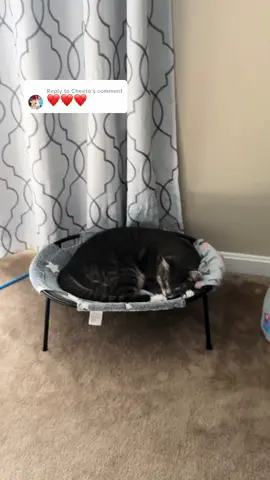 Replying to @Cheeto #cheetoandpickle #cat #hammock #pet #kitten