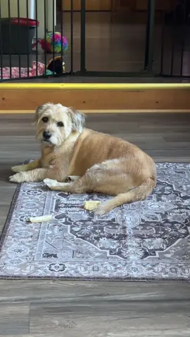 #dogsoftiktok  #DogsBeingDogs #puppypeepads #washablerug #giftideas 