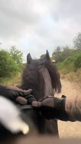 #horsesoftiktok #horse 
