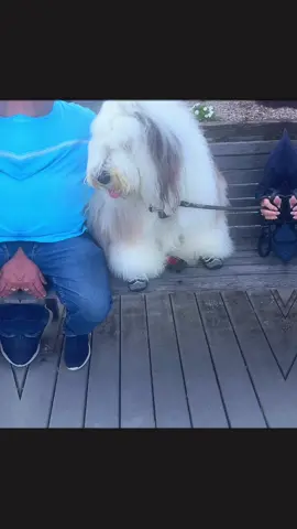 Meet Swagger, he’s just a puppy (16 months)… North Beach, MD #dogs #kids #pets #swagger #dogshoes