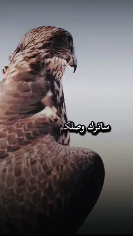 #أكسبلور_شعر_حكم_خواطر 