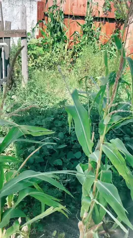 #campos #videos #viral #para #tiiiiiiiiiiiiiiiiiiiiiiiiiiiiiii 