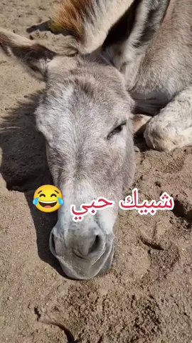 #منشن #البيست_فريند #😂😂 