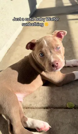 Pulling at your heart strings  #dogsoftiktok #fyp #animalsoftiktok #contentcreator #puppiesoftiktok 
