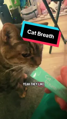 Dr.BY Cat Breath Bronchial Supplements Cat Sneezing Treatment Asthma Cold Cough Nose Relief Respiratory&Immune Support with TF-343-30 lickable Formula Individually Packaged, Chicken (1 Pack (8.50Z)) #jason_norcross #cathealth #cathealthtips #cathealthcare #cathacks 