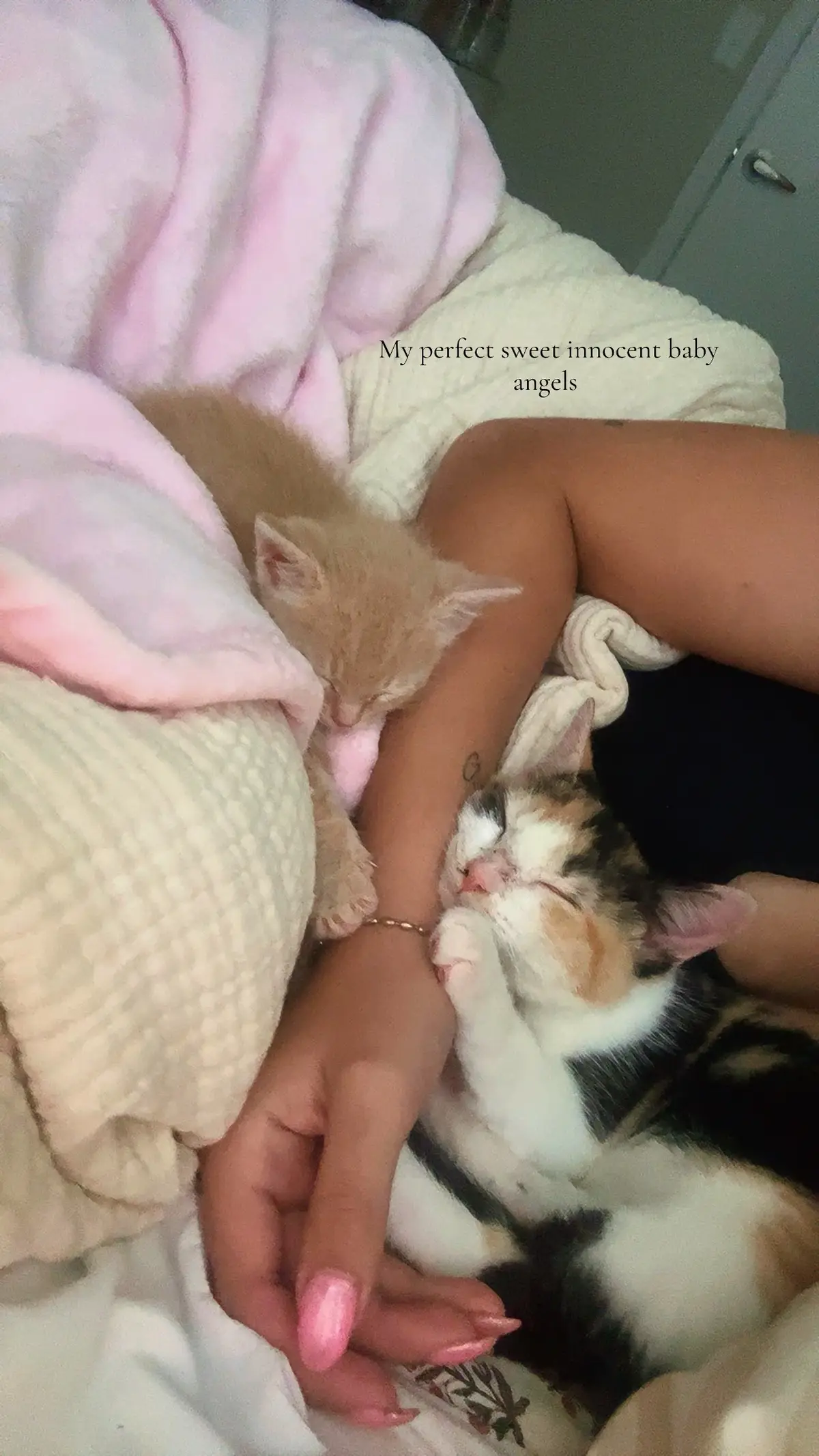 #cat #kittens #angels #sweet #aweww 