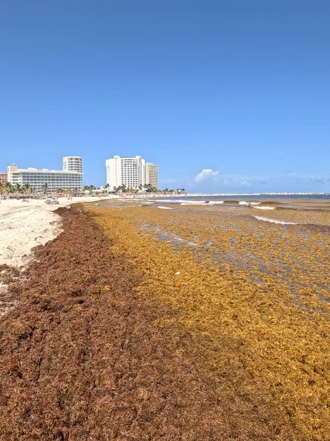 Cancun 22 Agosto 2025 #sargazo #cancun