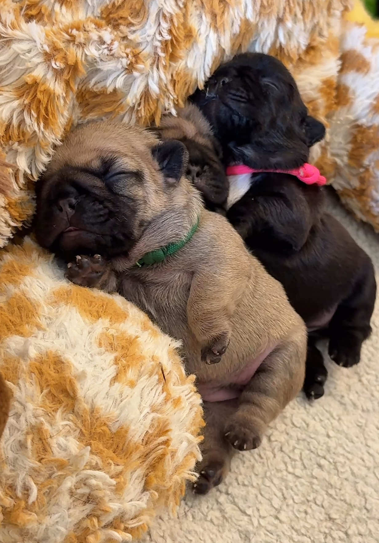 I’m just gonna scooch in right here… shhh don’t mind me #fypシ゚viral  #puppytok puppy puppytok French Bulldog 