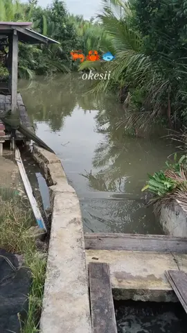 @isharcy @aqiljihan #kulitambak🦐🦀  #semuabutuhproses #sumatra_kaltim  #fyppppppppppppppppppppppp 