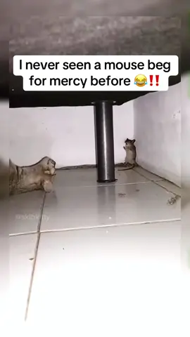 I never seen a mouse beg for mercy before 😂‼️ ##mouse #cat #animals #viralanimals 