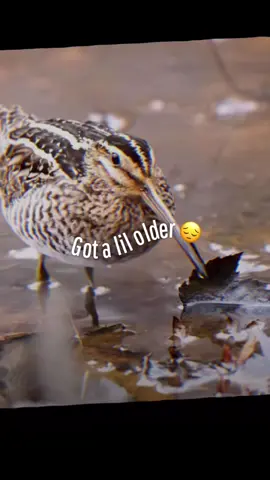 Got a lil older😔 #animal #animaledits #edits #edit #birds 