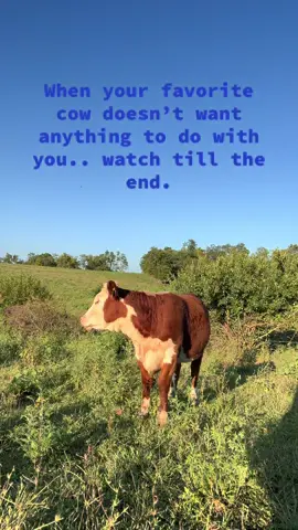 🤣🤣🤣 #livestock #fypシ #foryou #farmer #kentucky 