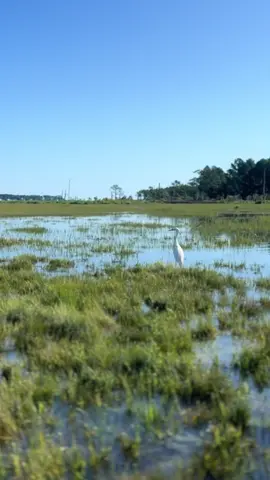 Watch this egret hustle for its dinner! 🐦💦 #Egret #BirdWatching #Wildlife #Nature #TikTokNature